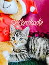 Snickerdoodle