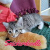 Snickerdoodle