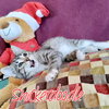 Snickerdoodle