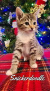 Snickerdoodle