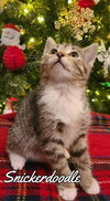 Snickerdoodle