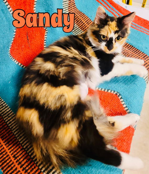 Sandy