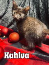 Kahlua