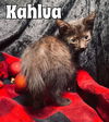 Kahlua