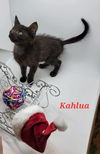 Kahlua