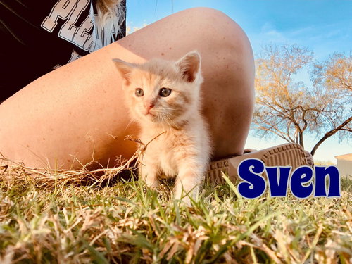 Sven