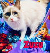 Zuzu