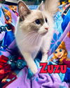 Zuzu