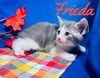 Frieda