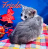 Frieda