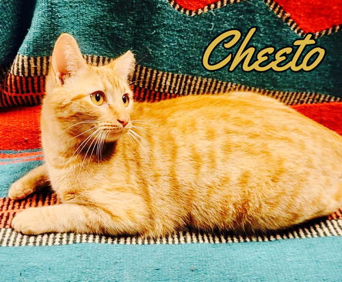 Cheeto aka Feral E Street 1