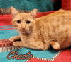 Cheeto aka Feral E Street 1