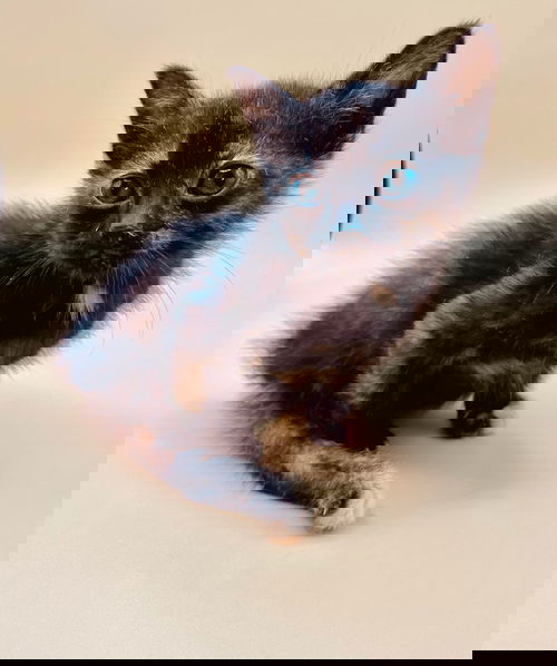 Roux
