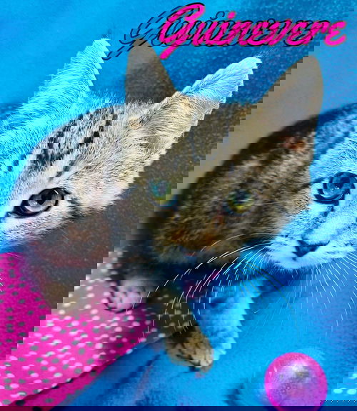 Guinevere