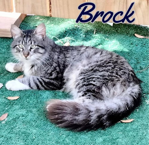 Brock