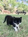 Spunky