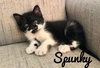 Spunky