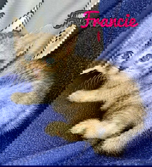 Francie