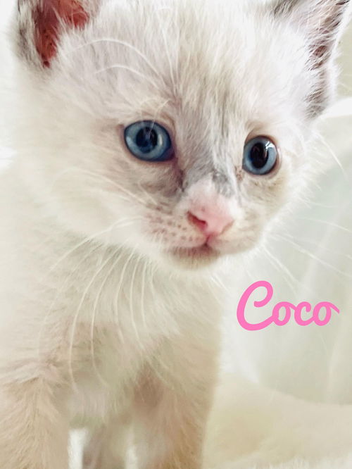 Coco