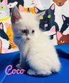 Coco