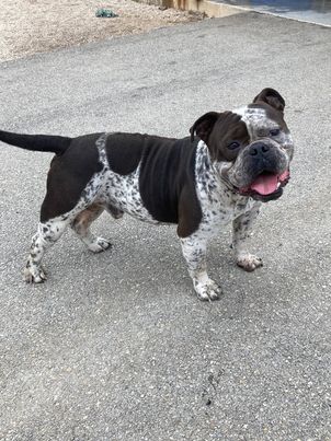 Archie
