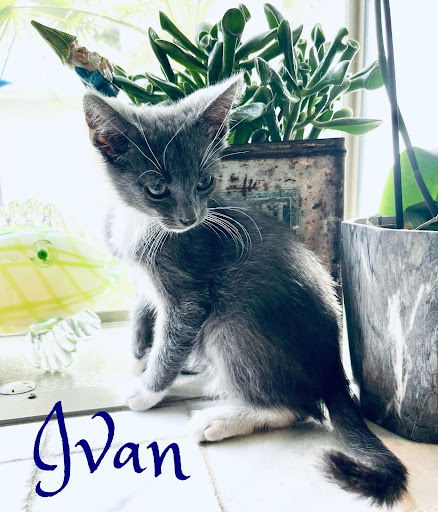 Ivan