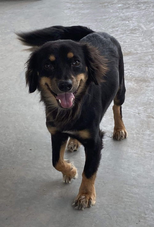 Maximo