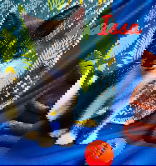 Issa