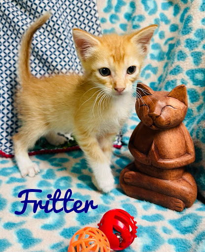 Fritter