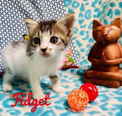Fidget