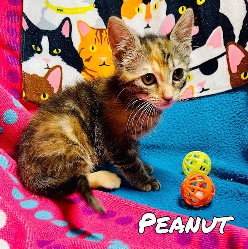 Peanut