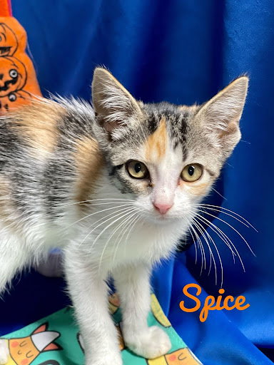 Spice