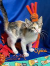 Spice