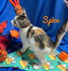 Spice