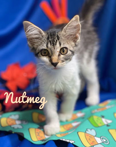 Nutmeg