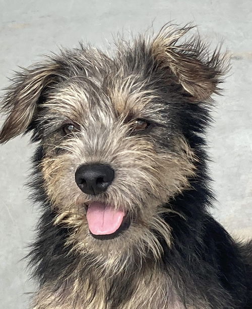 Rolo