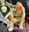 Biscuit