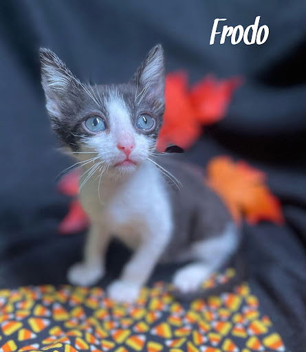 Frodo