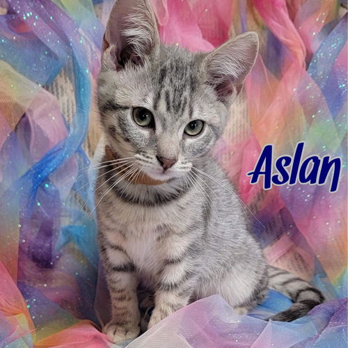 Aslan