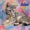 Aslan