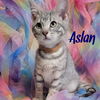 Aslan