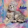 Aslan
