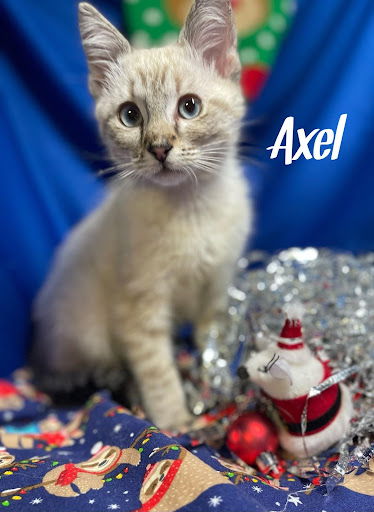 Axel