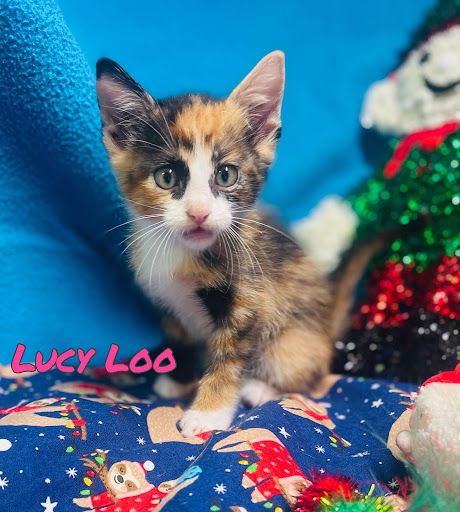 Lucy Loo