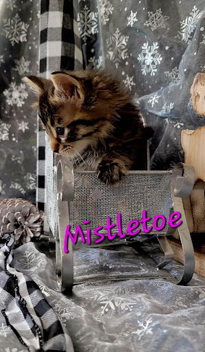 Mistletoe