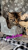 Mistletoe