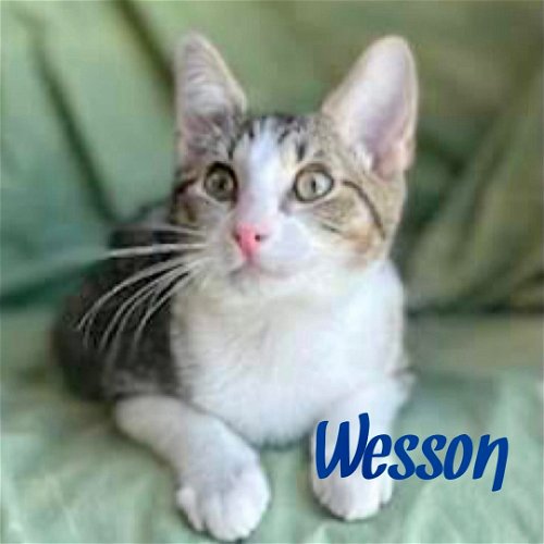 Wesson