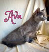 Ava