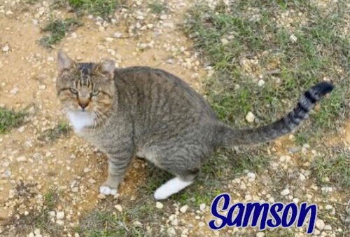 Samson