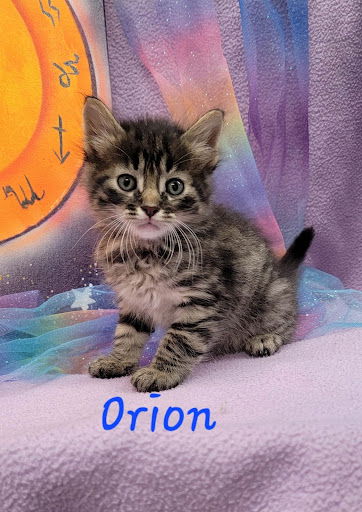 Orion